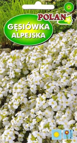 gesiowka alpejska biala pol.jpg