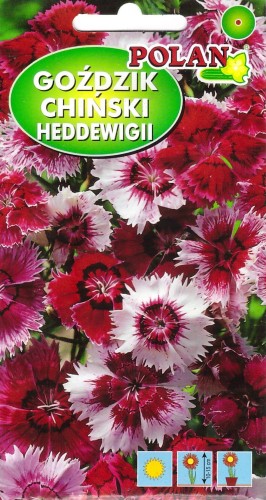 gozdzik heddewigii pol.jpg