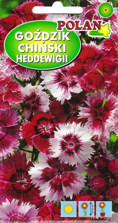 gozdzik heddewigii pol.jpg