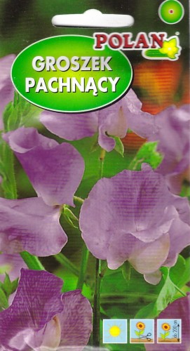 groszek pachnacy fioletowy pol.jpg