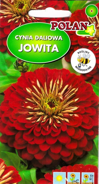 cynia jowita Pol.jpg