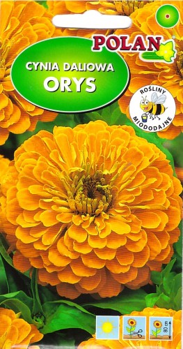 cynia orys Pol.jpg