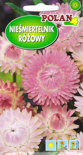 niesmiertelnik rozowy pol.jpg