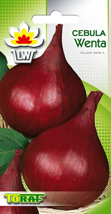 cebula wenta.png