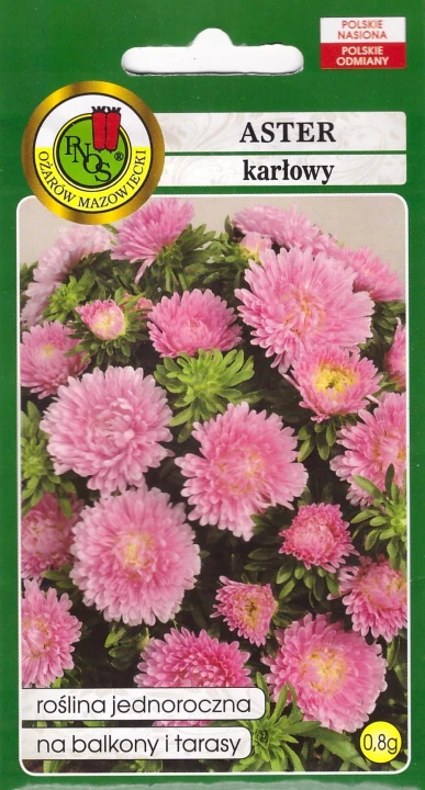 aster karlowy skrzat pnos.jpg