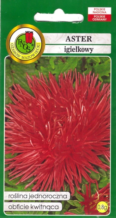 aster igielkowy czerwony pnos.jpg