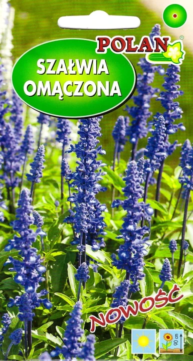szalwia omaczona pol.jpg