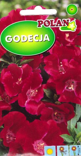 godecja karminowa pol.jpg