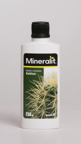 kaktus.png