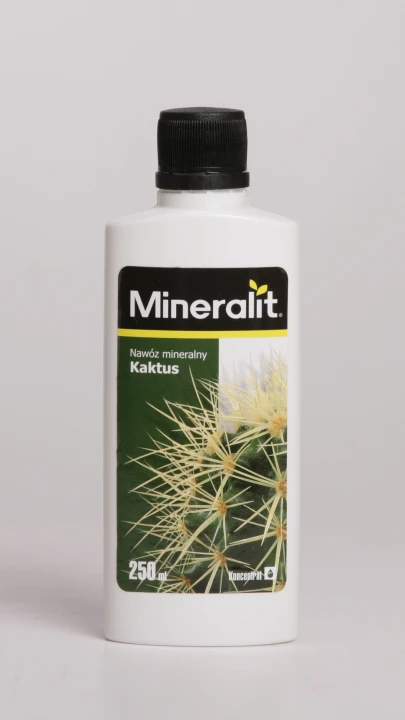 kaktus.png