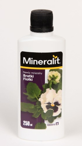 bratki fiołki.jpg