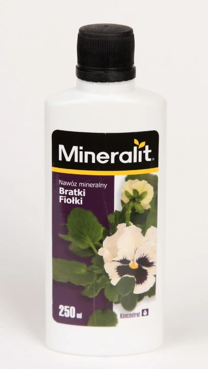 bratki fiołki.jpg