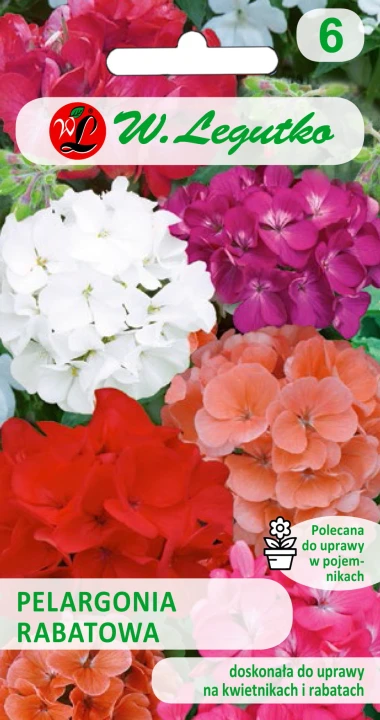 Pelargonia rabatowa mieszanka.jpg