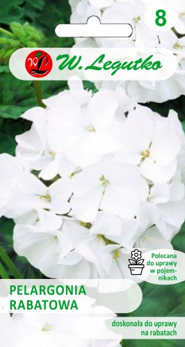 Pelargonia rabatowa biała.jpg