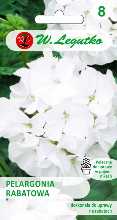 Pelargonia rabatowa biała.jpg