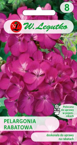pelargonia rabatowa fioletowa.jpg