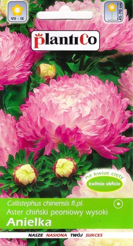 aster anielka.jpg
