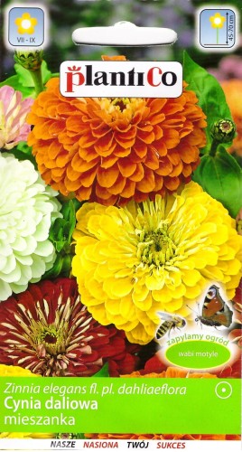 cynia daliowa mix.jpg