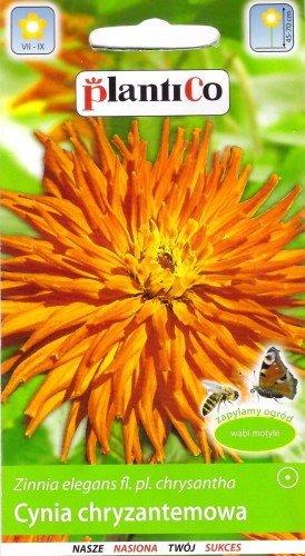 cynia chryzantemowa.jpg