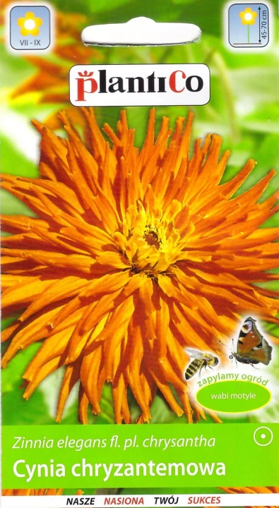 cynia chryzantemowa.jpg