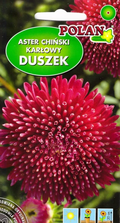 aster duszek.jpg