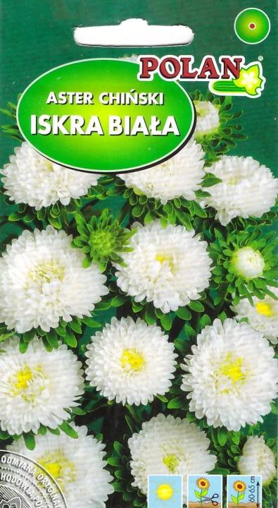 aster iskra biała.jpg