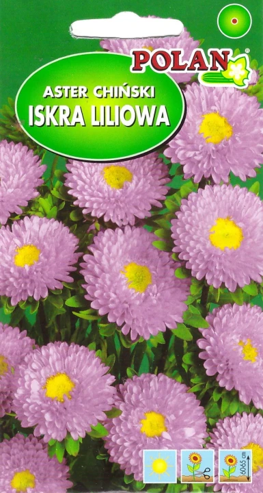 aster iskra liliowa.jpg