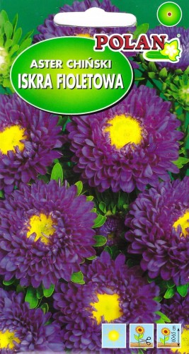 aster iskra fioletowa.jpg