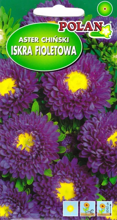 aster iskra fioletowa.jpg