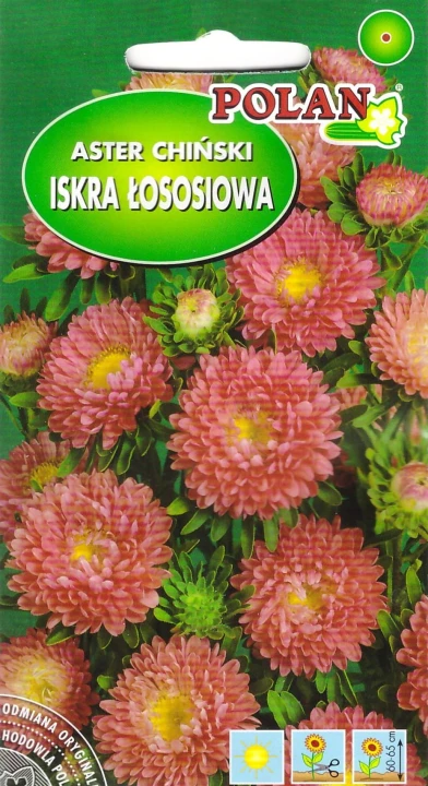 aster iskra łososiowa.jpg