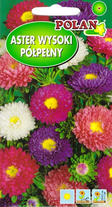 aster wysoki półpełny.jpg