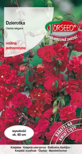 Dzierotka szkarłatna.jpg