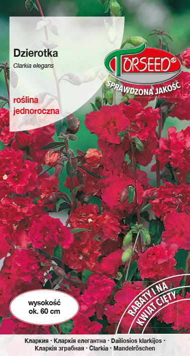 Dzierotka szkarłatna.jpg