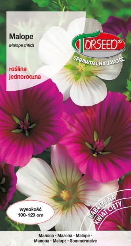 Malope.jpg