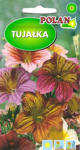 tujałka.jpg