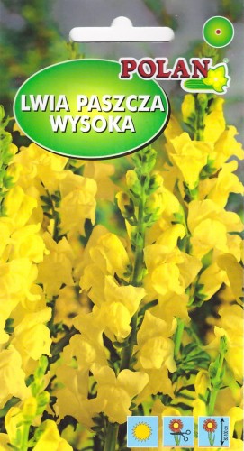 lwia paszcza żółta.jpg