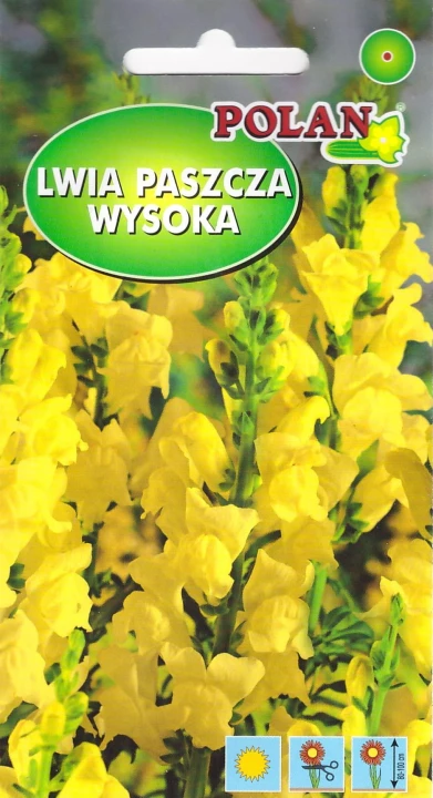 lwia paszcza żółta.jpg