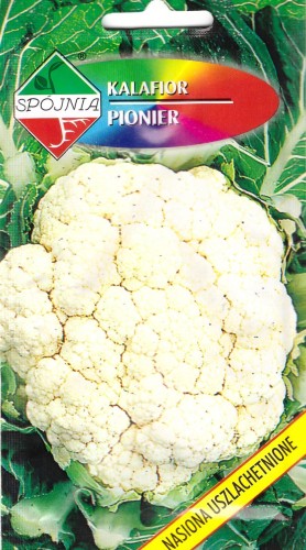 kalafior pionier.jpg