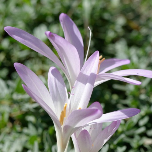zimowit-colchicum-cilicium.jpg