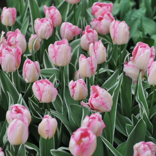 tulipan-new-design.jpg