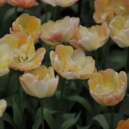 tulipan-creme-upstar.jpg