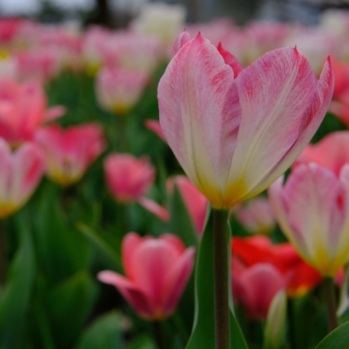 tulipan-flaming-emperor.jpg
