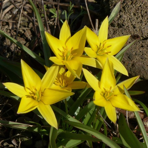 tulipan-urumiensis.jpg