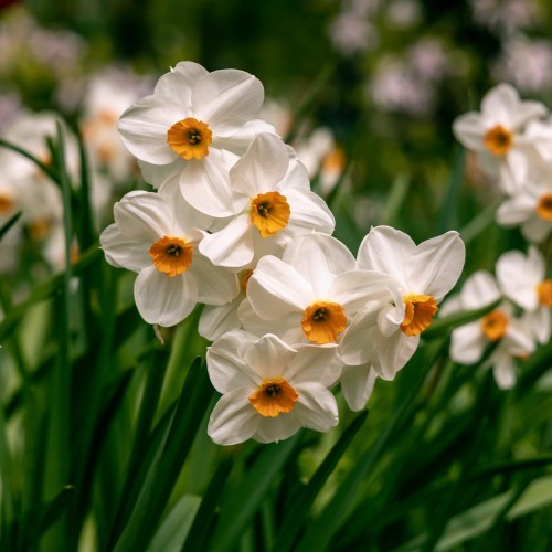 narcyz-geranium.jpg
