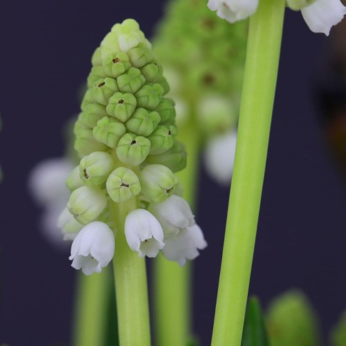 szafirek-green-pearl.jpg