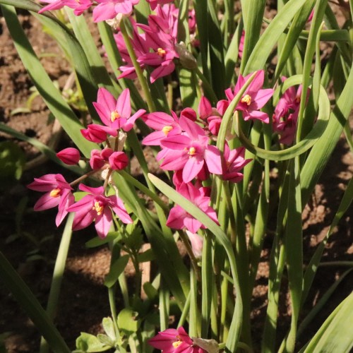 allium-ostrowskianum.jpg