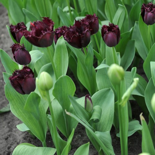 tulipan-czarny-cuban-night.jpg