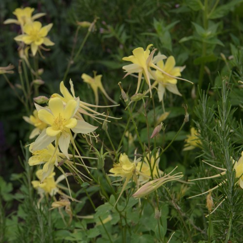 orlik-yellow-queen.jpg