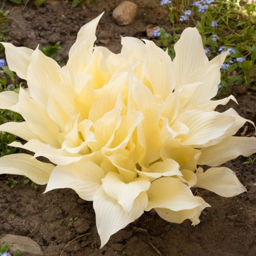 funkia-white-feather.jpg