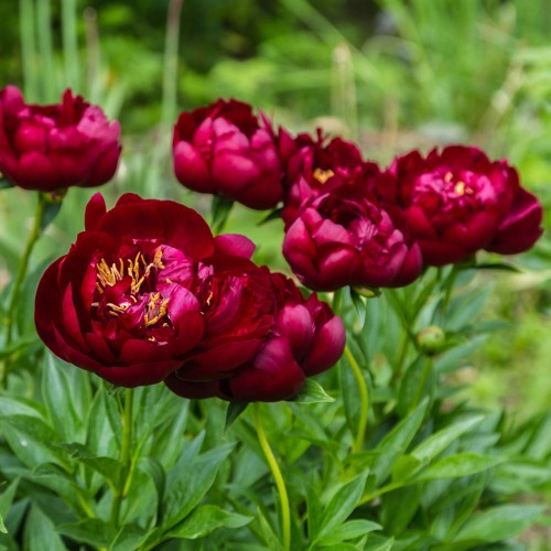 peonia-buckeye-belle.jpg